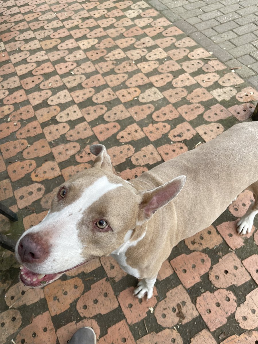 mariaisa600's tweet photo. ¡Hola! Me llamo Keila… mi familia después de 5 años decidió pensar que soy un estorbo y me quieren botar a la calle, soy un pitbul muy amoroso, juicioso y juguetón, en búsqueda de un nuevo hogar que no se canse de mi 💔ayúdame a encontrar una casita donde me den mucho amor 😭😭 https://t.co/UD4Kvkr0Gm