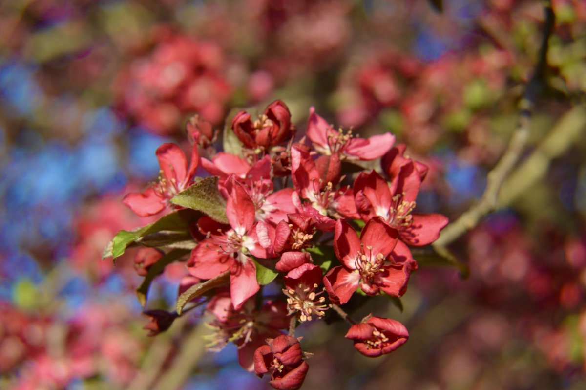 𝔸𝕡𝕡𝕝𝕖 𝔹𝕝𝕠𝕤𝕤𝕠𝕞𝕤 🍎🌸 
#NatureBeauty #appleblossoms #malus #naturephography