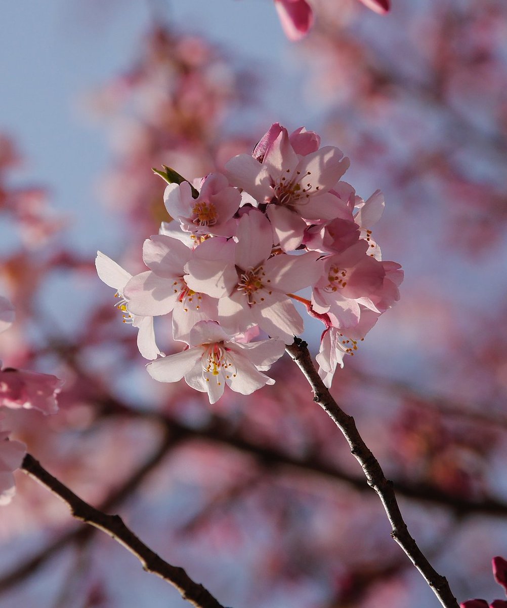 「今日の運動公園。陽当たりの良い樹は開花してるね。裏手の並木も色が濃くなってきた。」|KAZE／高橋賢治のイラスト