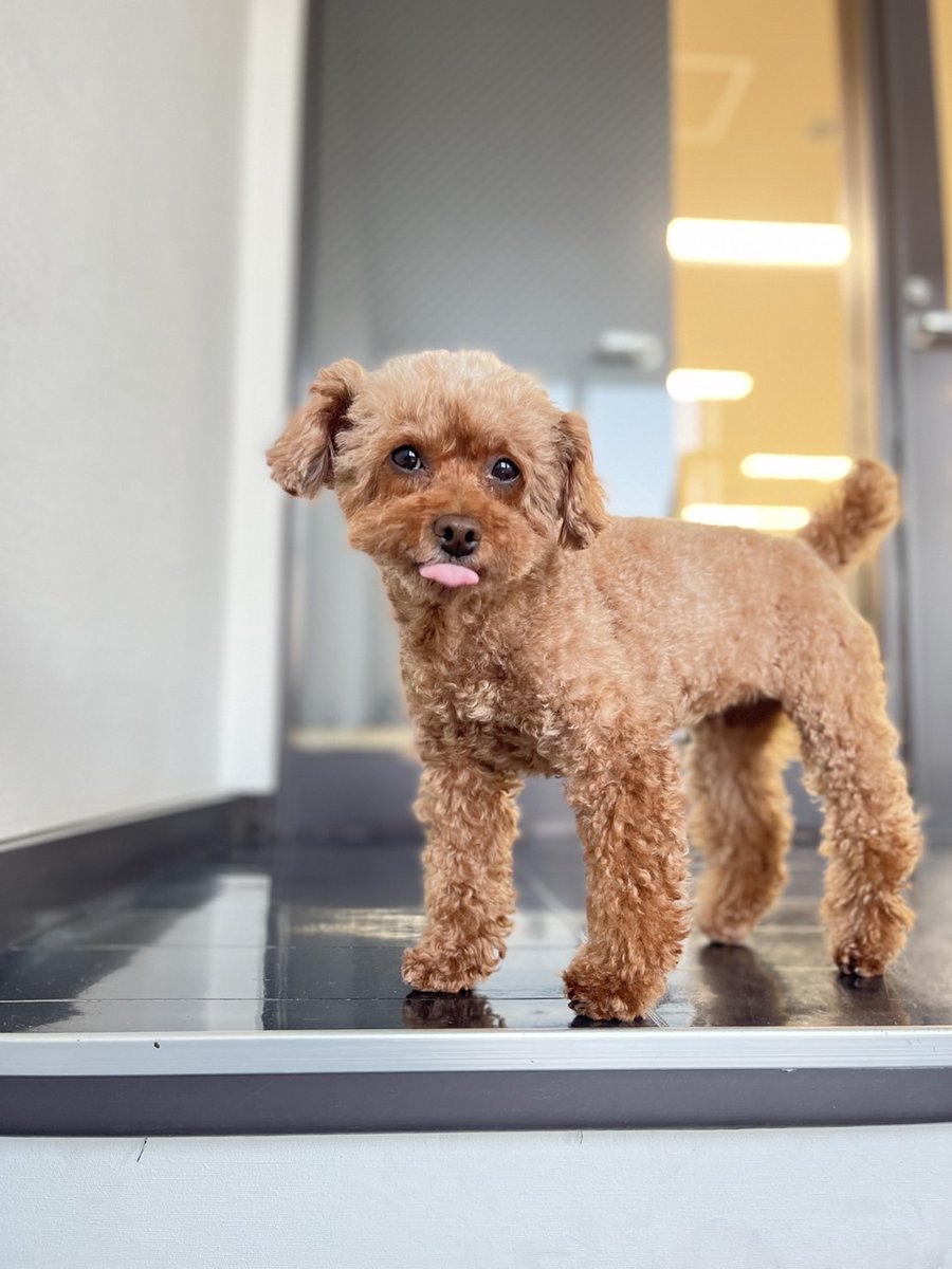 CREATIVE OFFICE CUE オフィスキュー on Twitter "←Twitterのイッヌ CUEのイッヌ→ かぼすちゃんも