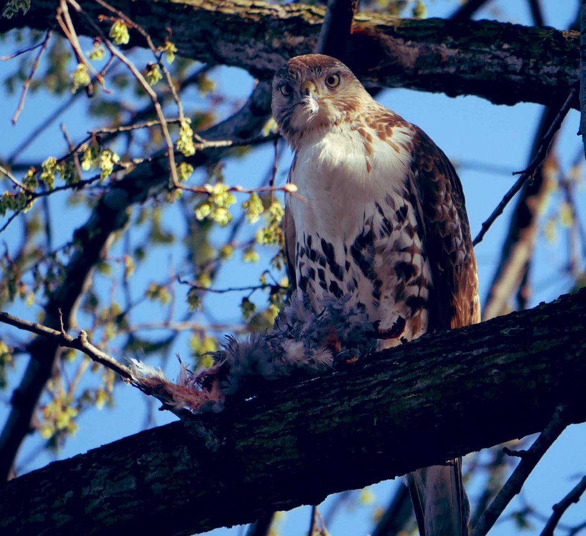 MyKindOfBird's tweet photo. Such an awesome shot of this red tail hawk proudly displaying his catch while staring us down - as taken by @Dave__Haley👍

 #urbanbirding #centralparkbirds https://t.co/6mRmktavNG