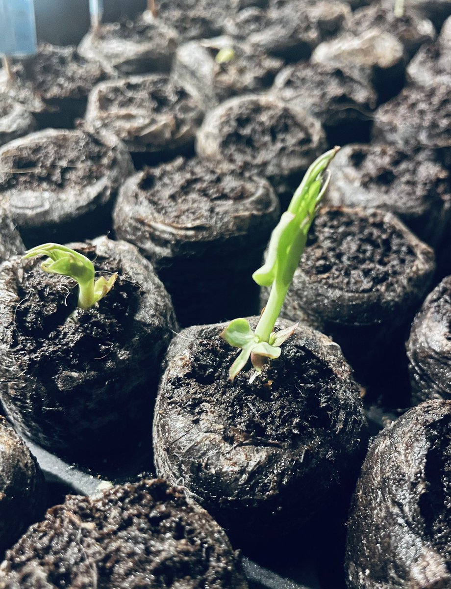 ardrewes's tweet photo. I am in the midst of test review for 8th grade science and AP Environmental - one of the toughest times of the school year 😅 Thank goodness I’m able to decompress in the garden 🪴 Eggplants, tomatoes, onions, broccoli, and beans are in the ground 🍆🍅🥦 #happyplace https://t.co/igriHXIhXL