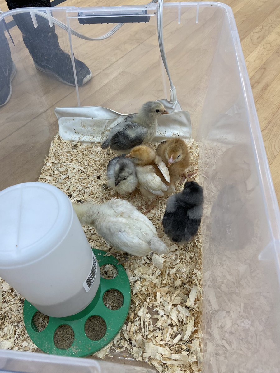 Something to brighten your Monday: my class had a lovely Show and Tell a couple of weeks ago and one student brought baby chicks 🥹
