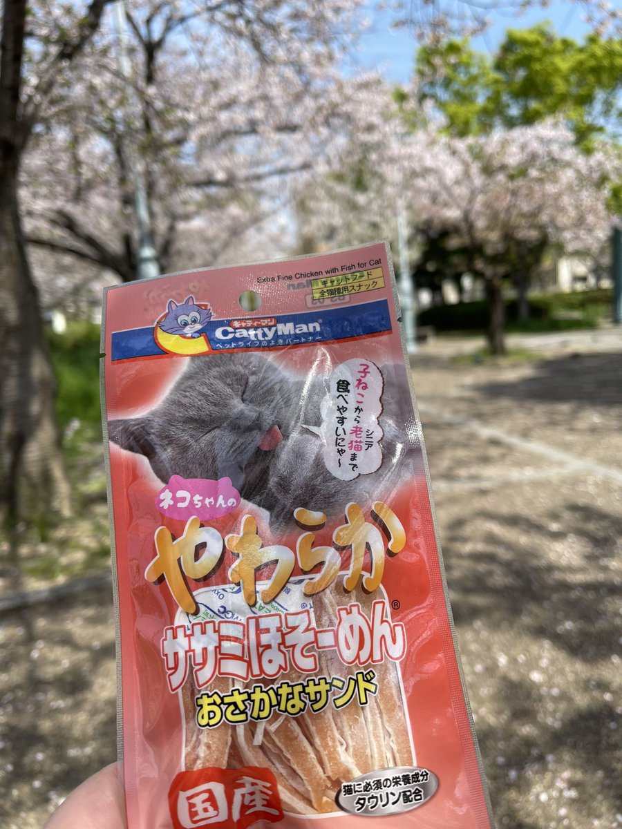 mrucce's tweet photo. まだ少し桜残ってる😊
今日は猫さん達出てきてくれません😢
オヤツ持ってきたのになぁ🥺 https://t.co/s8z6ug3QWn