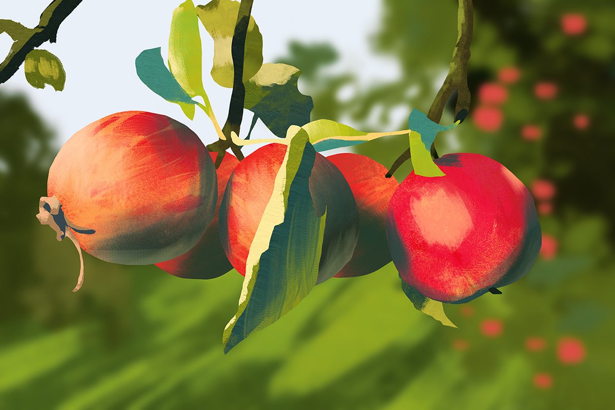 fruit food blurry outdoors solo apple day  illustration images