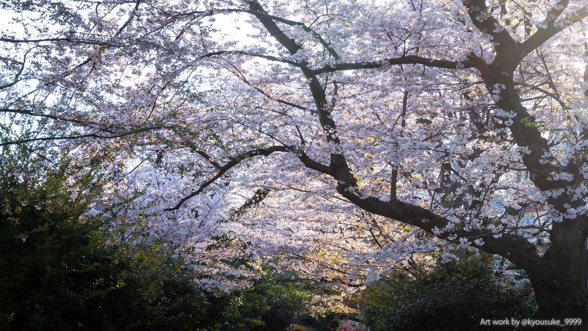 夕陽越しの桜。　#4K #キリトリセカイ #CherryTheeBoom