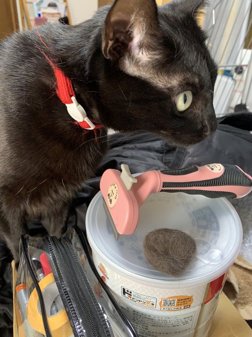 今年も毛玉作りの時期か… 