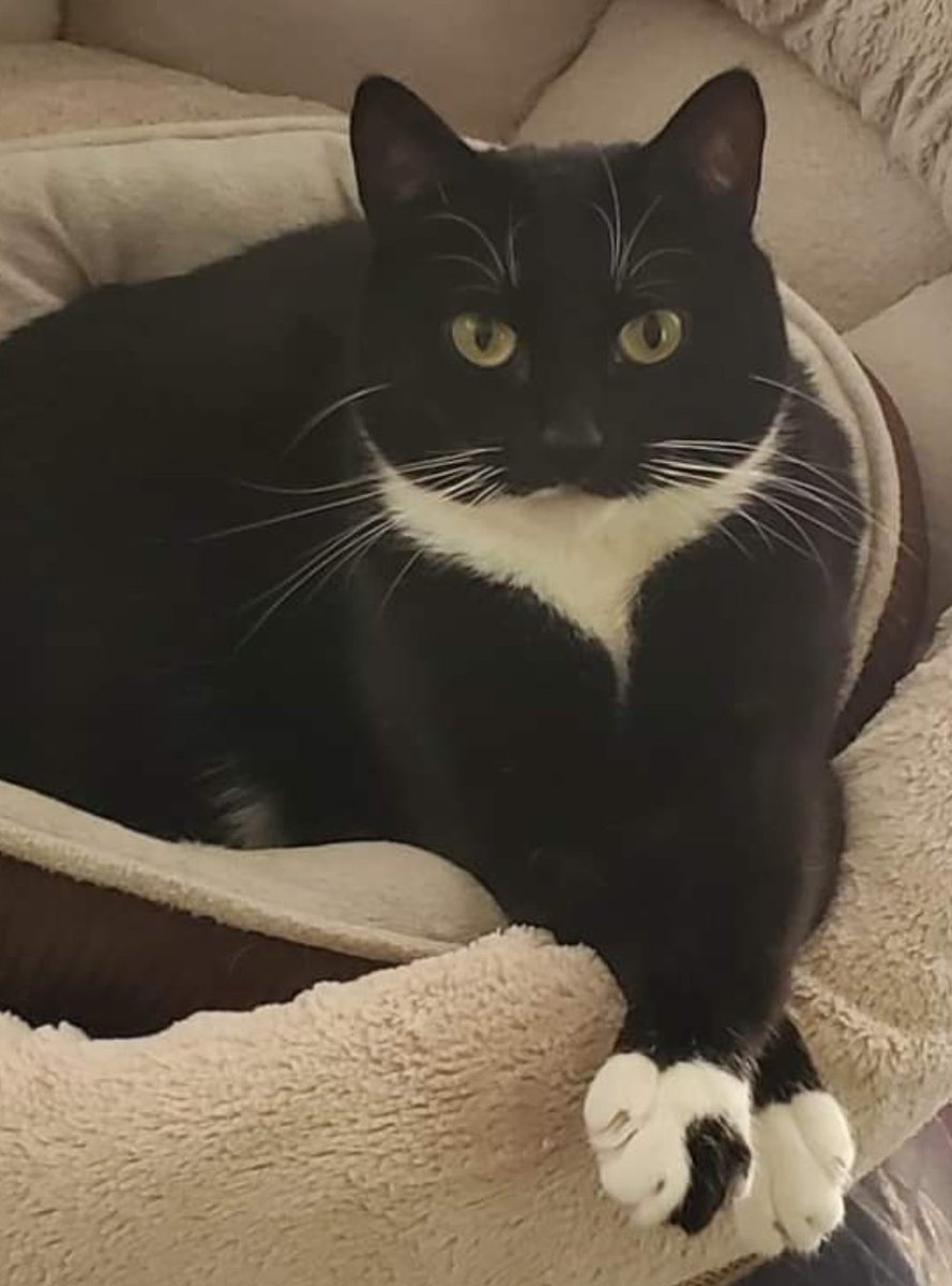 TheSuperAmanda's tweet image. TWINKLE is ready to ask you about your childhood!! #Twinkle #tuxedocat  #TuxedoCatsOfTwitter #RescueCat #Twinkley #BicolorCat #ShakespearesCat
