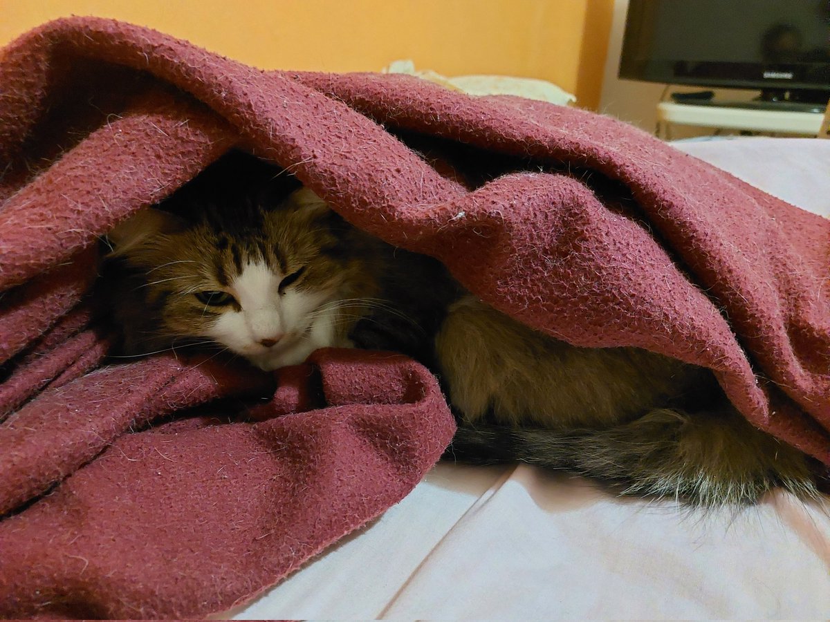 Caffeine305's tweet photo. Pobrecita mi #Gatinsky a ella sí le asusta la Alerta Sísmica... https://t.co/UCdi5Vrf15