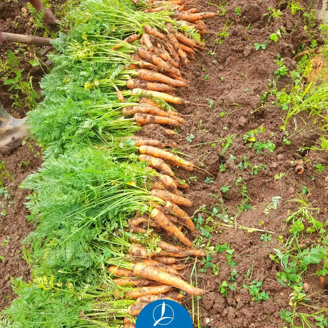 Happy International Carrot Day! 🥕🌍 Did you know carrots are packed with nutrients? At TIMAC AGRO India, we promote sustainable agriculture through high-quality plant nutrition solutions. Share your favorite way to enjoy carrots below! #InternationalCarrotDay #TimacAgroIndia🌱