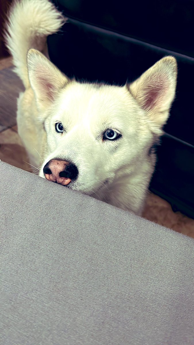 I see you haz food #beggingforfood #DogsBehavingVeryBadly #itoolikesfood #wolfe #siberianhuskie #mygirl #butthoseeyestho #layka