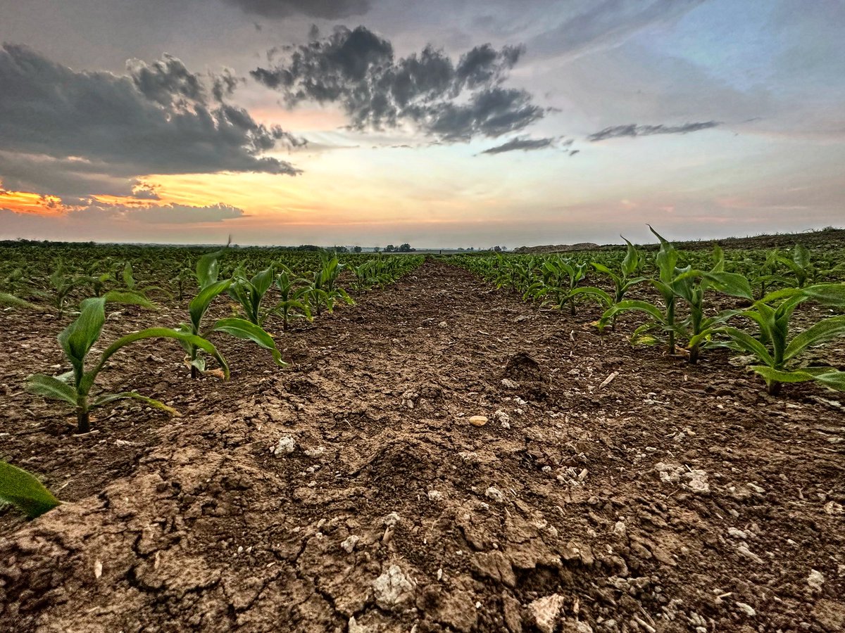 Lindsay Kimbrell tweet media