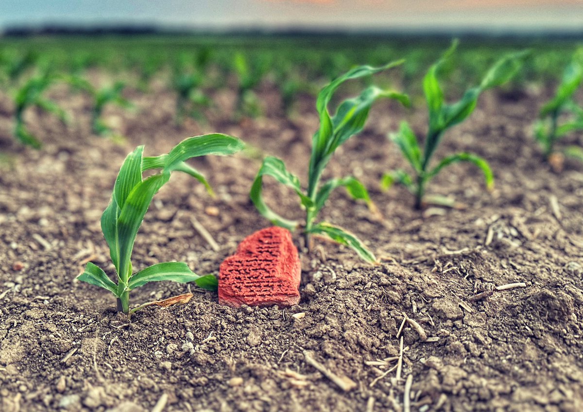 Lindsay Kimbrell tweet media