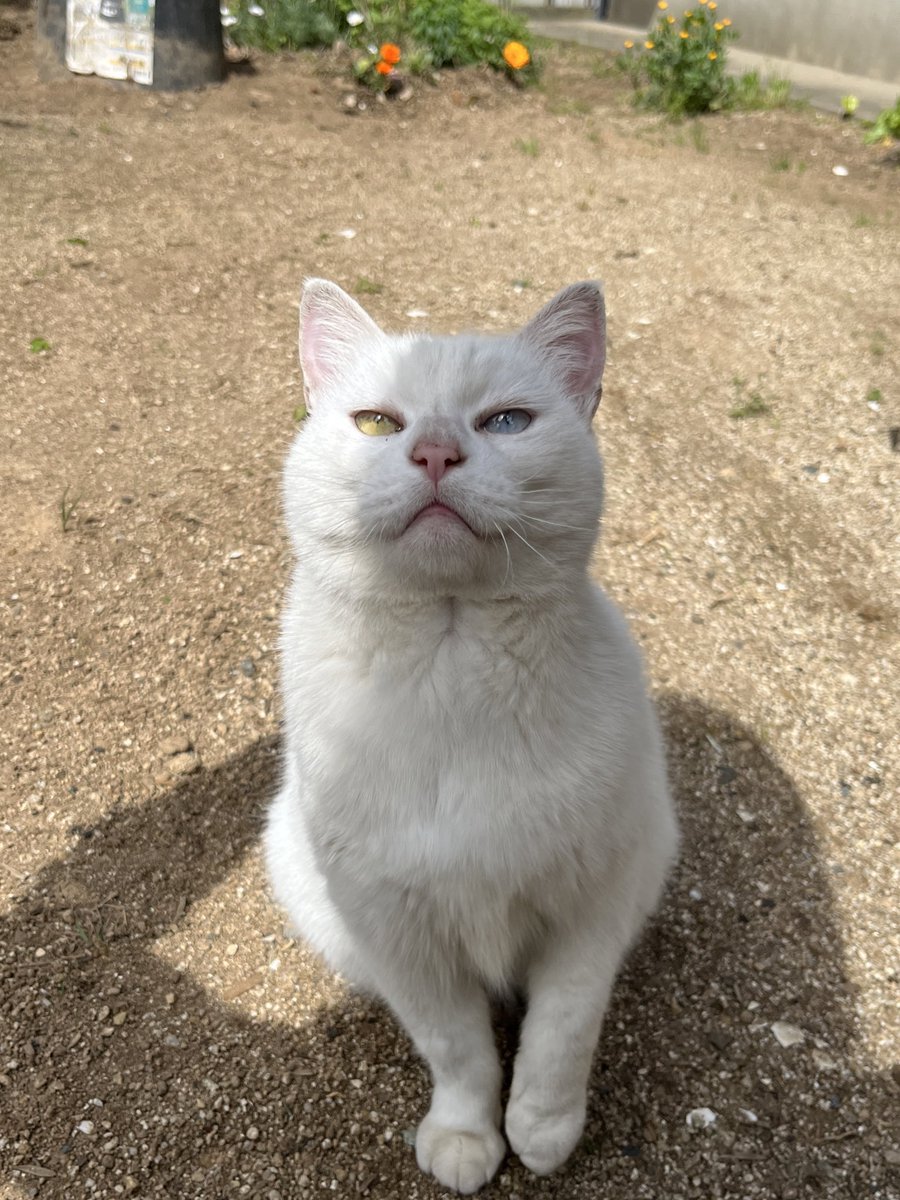 vakabondaimi's tweet photo. Annual family reunion in Kyushu.
父の実家に棲みついてる猫ちゃんにも会えました。愛おしい〜 https://t.co/iBNeepn5mO