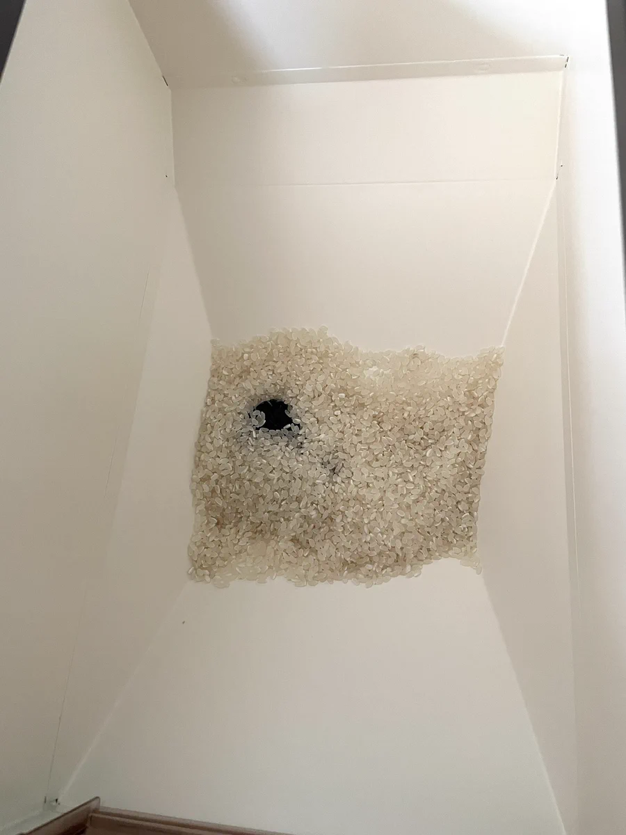 こんなことある！？米びつの中に入っていた『黒色の物体』が衝撃的すぎたｗｗ