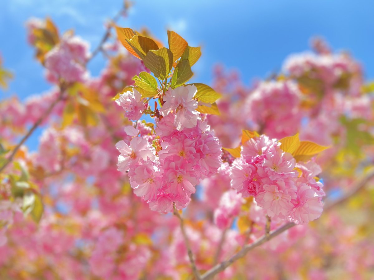 FPROJECT_2021's tweet photo. 今日は青い空に愛らしくピンク色に咲いている八重桜に出逢いました☺️🌸

桜を見てJAPANを感じ、今日のお昼は「源氏華」

3/19 個展イベントにて、オリエンタルジャパンデーに川村南魅さんがLIVEで歌われた「源氏華」
@ 1:02:15 ～

https://t.co/utsOwqQnuA

 #桜 #源氏華 #lovejapan  #japanmusic https://t.co/DH5YmLSUm3