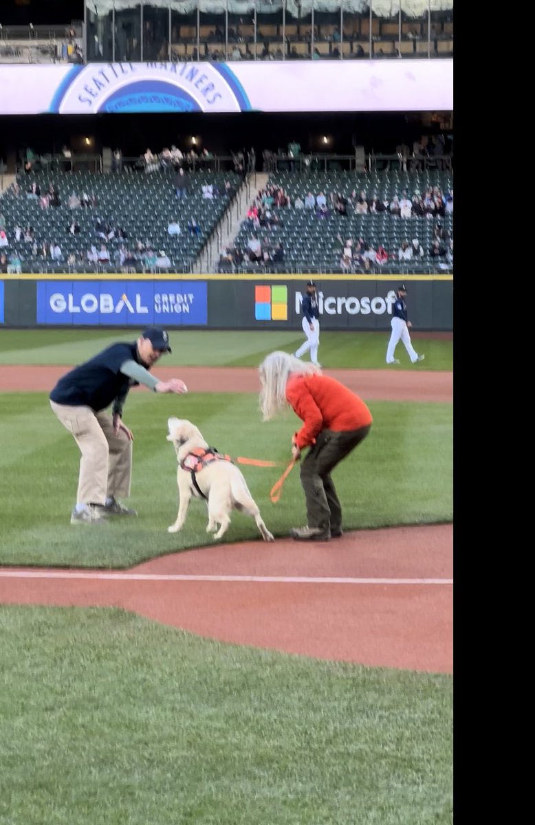 Keb getting recognized as the voice for all K9 search and rescue teams at ceremonial first pitch at Mariners game against the Los Angeles Angels tonight. #mariners #seattlemariners #searchdogs #adogsdevotion #herodogs #marinersmascot #lyonspress #americanhumane
