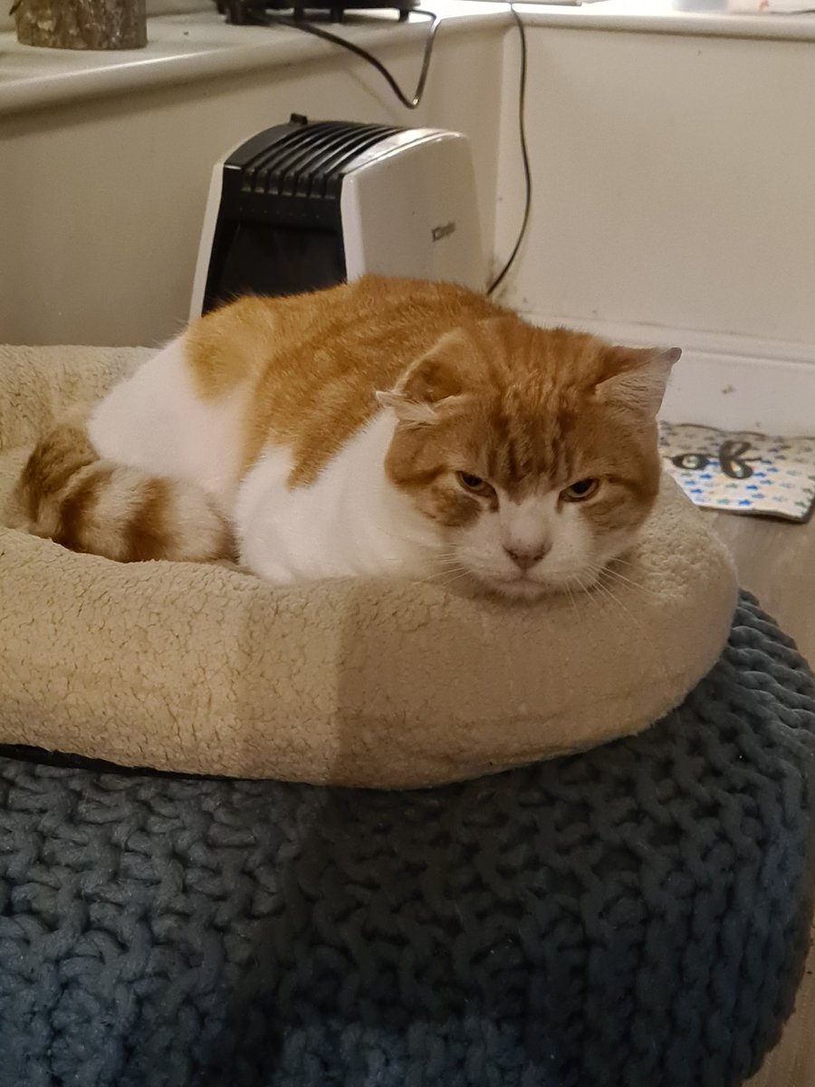 We've had this miserable, scared, fluffy shitend a year? Look at his grateful face on his new bed 😂 #rescuecat #FeralCats