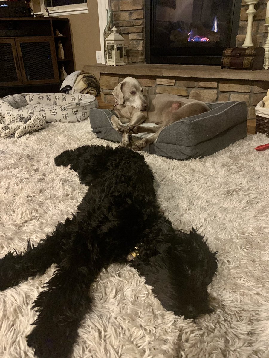 morselmom's tweet photo. @darth I adopted Luna Doodle from the Cheyenne Animal Shelter while you were hibernating. She’s the best and get along great with the OGG (original good girl) Daisy! https://t.co/9Bn0qtFVJA