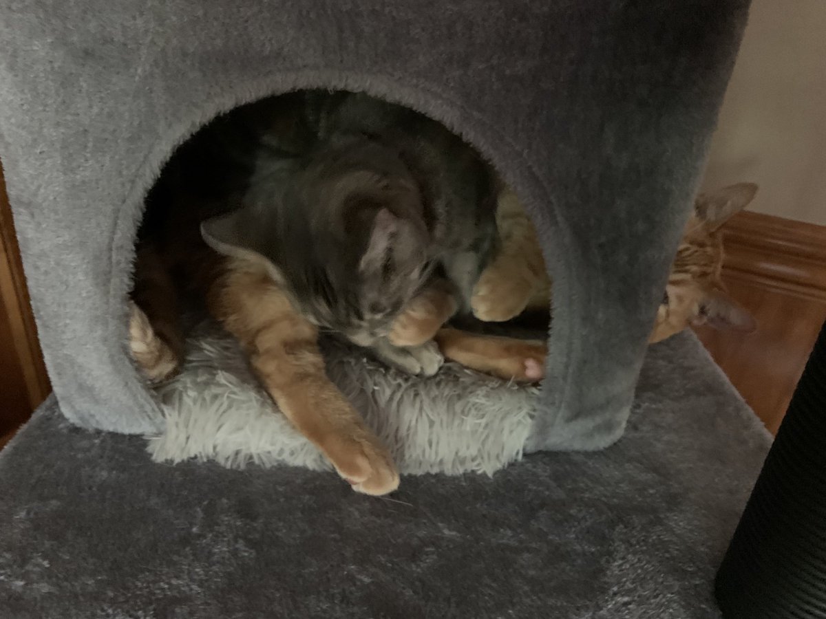 CheeseTheGinger's tweet photo. We both do not fit. Olive has got to exit the cat tree! #TightFit #CatsOfTwitter #TabbyTroop #SillyKitten https://t.co/t6h4pHH8Ve