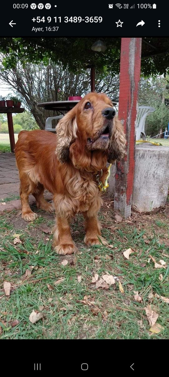 RaquelMait's tweet photo. Atención: a este perrito lo dejaron atado ayer en la ruta 6, esta en perfecta condiciones, castrado, limpio y muy educado, se piensa q lo han robado y no les sirvio. Se busca ua sus dueños mientras tanto se necesita https://t.co/cJlchq1QRI macho joven. Contacto 1154864793. https://t.co/545z9TIEQE