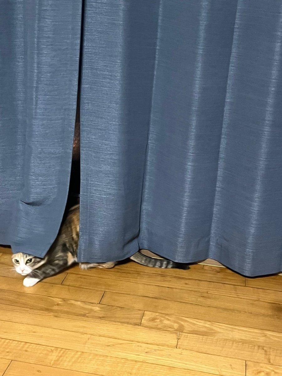 숨바꼭질 좋아냥(커튼 뒤에도 숨었음)