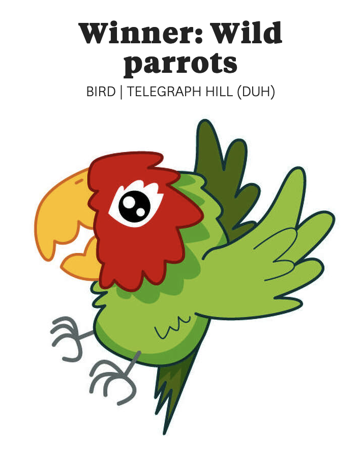 Wild Parrots of SF tweet media