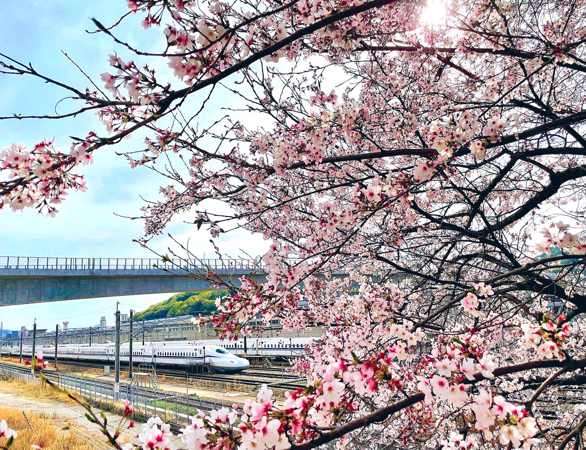 「この休日はお花見に行ってきましたばんぼりみたいにポンポン咲いてる桜が可愛くて癒さ」|ひとみんのイラスト