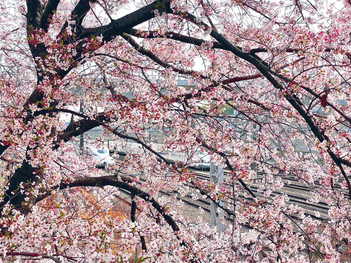 「この休日はお花見に行ってきましたばんぼりみたいにポンポン咲いてる桜が可愛くて癒さ」|ひとみんのイラスト