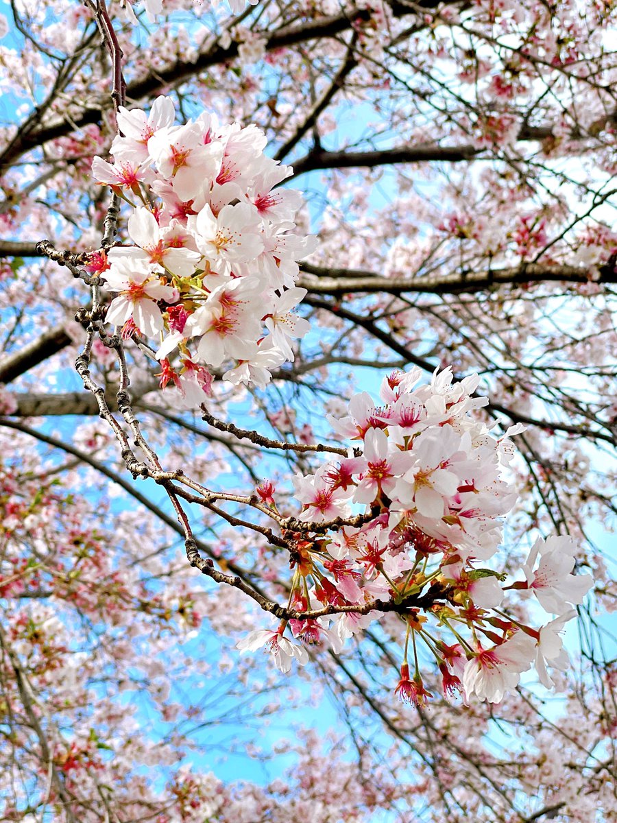 「この休日はお花見に行ってきましたばんぼりみたいにポンポン咲いてる桜が可愛くて癒さ」|ひとみんのイラスト