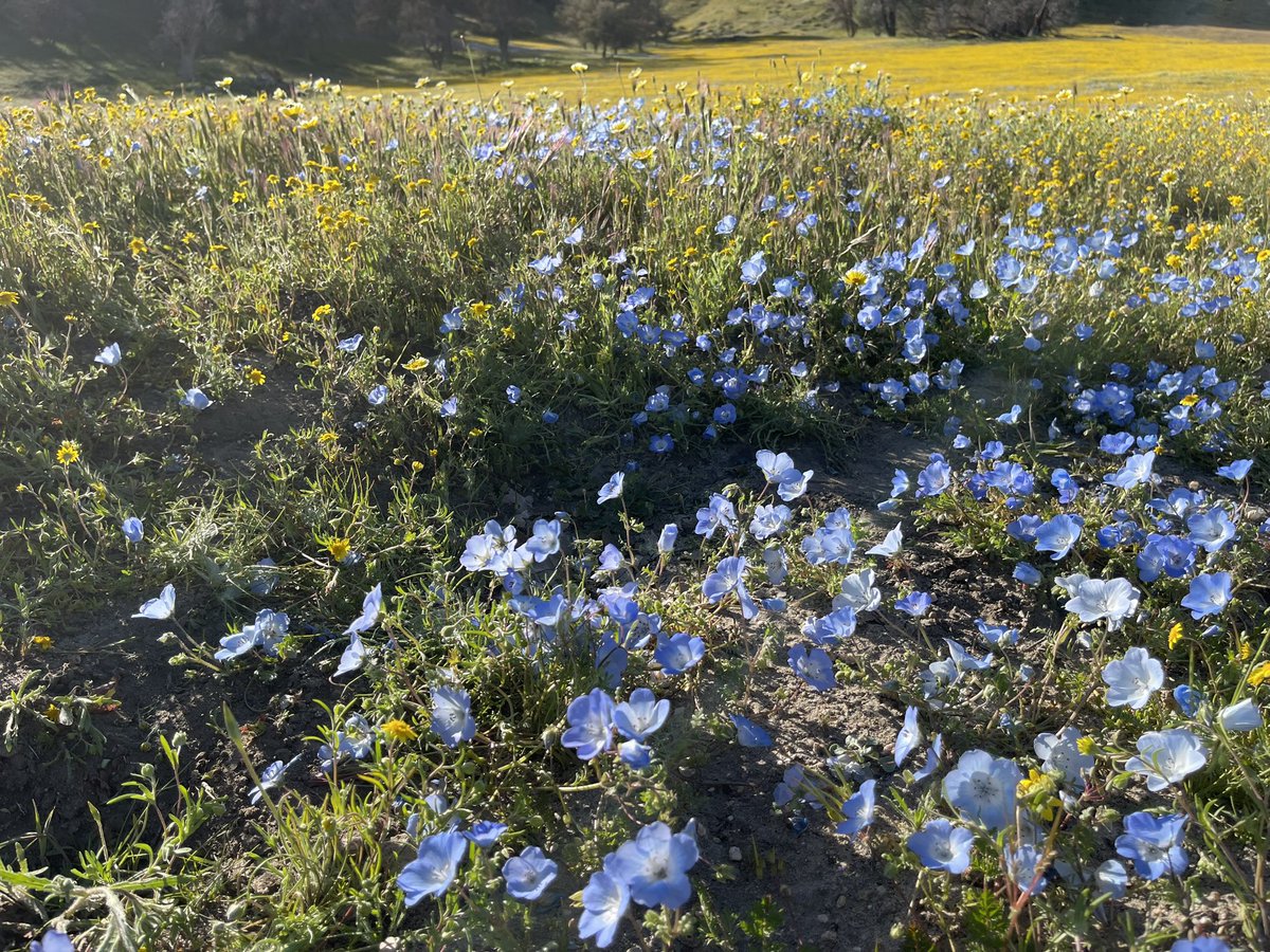 bobyosh's tweet photo. #wildflowers #野花
同じ場所に行っても
時期によって
咲いている花の種類が
違います。
今回の一番お目当ては
#ネモフィラ / #瑠璃唐草
#NEMOPHILA
#shellcreek
CA-58線沿い
#植物観察 #今が見頃
#hananona #アプリ
#お花見
#アメリカの田舎 🇺🇸
#マルアベ104
#SDLA https://t.co/gplS0S4FmK