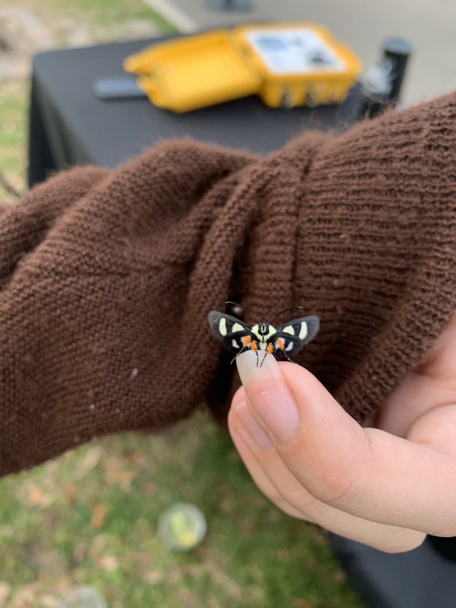 HaileeNigro's tweet photo. Black &amp; Gold on the Blue at Gulfpark this weekend - showing off a bit of what we do in ‘the Craboratory’! #SMTTT https://t.co/aIA4wRW1iw