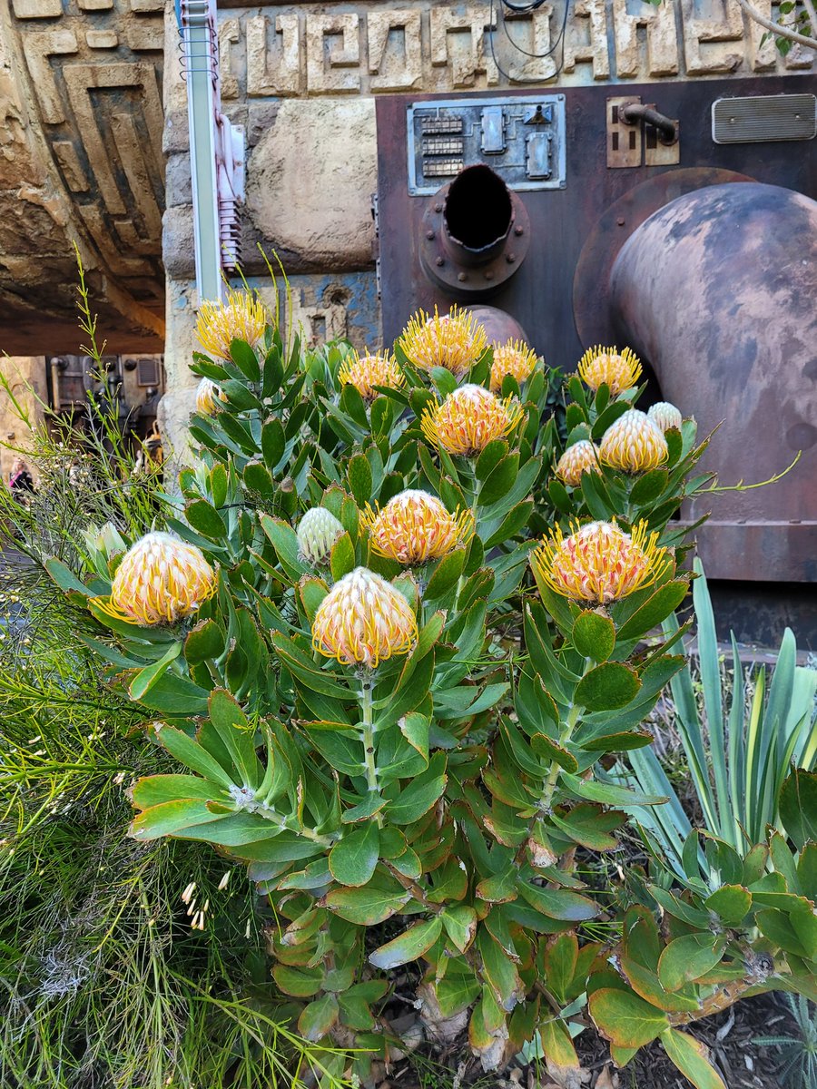 FairyoftheDead's tweet image. A nice day on Batuu.  
#swge #Disneyland #batuu