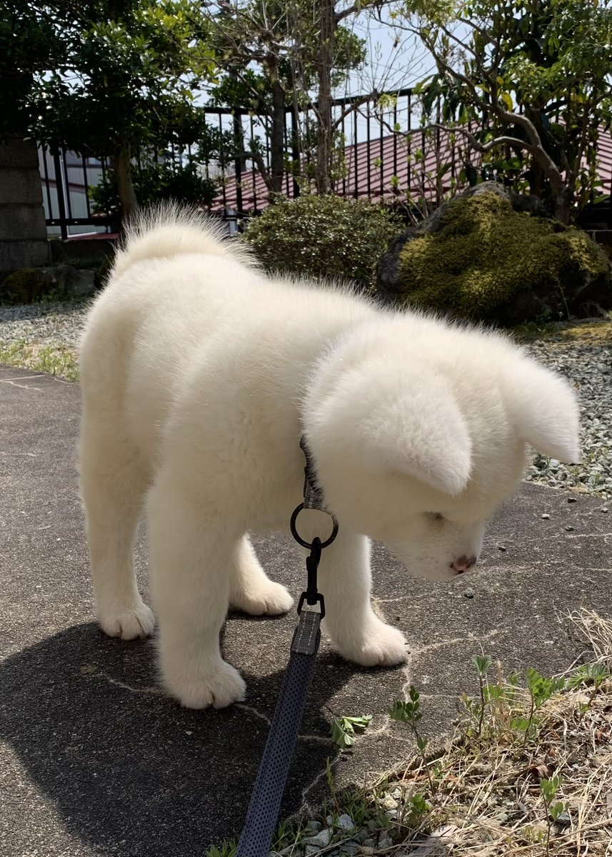 akitadog_yuki's tweet image. 蟻さん見つけた　#秋田犬 #akitainu