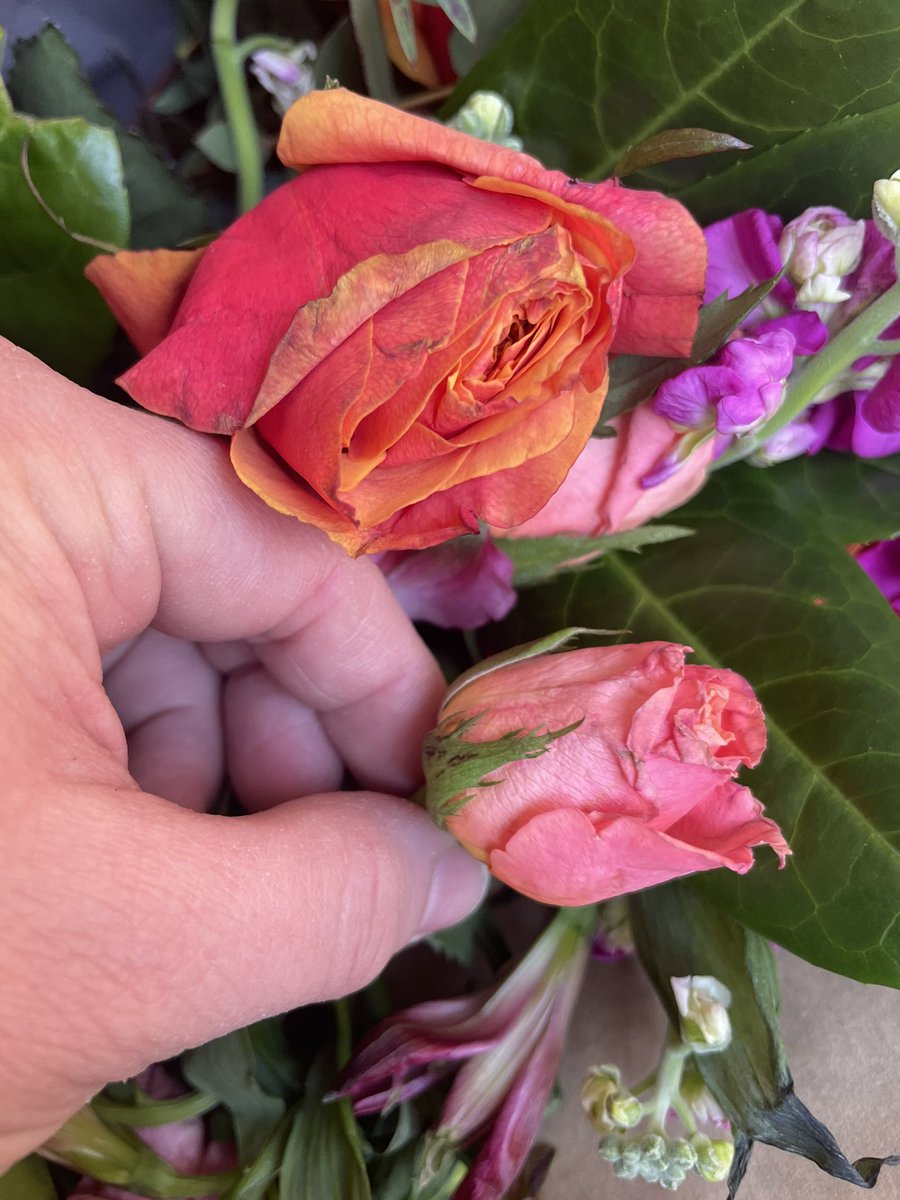 Harrisonlou82's tweet photo. When you have some @marksandspencer birthday flowers delivered … excited till I opened the box… bone dry &amp; half dead and look like they’ve been crushed &amp; kicked around the floor😡 https://t.co/9lnZkqVJje