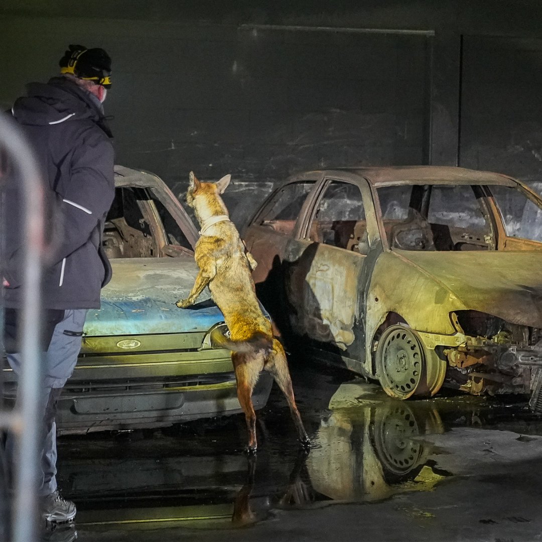 EUkomissio's tweet photo. Arviolta noin 30 prosenttia Ukrainasta on miinojen saastuttamaa.

Lahjoitamme Ukrainalle 50 räjähde- ja miinanetsintäkoiraa, joista yhdeksän on jo töissä. Koirien koulutuksessa on mukana 🇫🇮poliiseja. Koirien avulla 🇺🇦 jälleenrakennus on turvallisempaa: https://t.co/LbsohoUJLP https://t.co/QP2QZ5TeTo