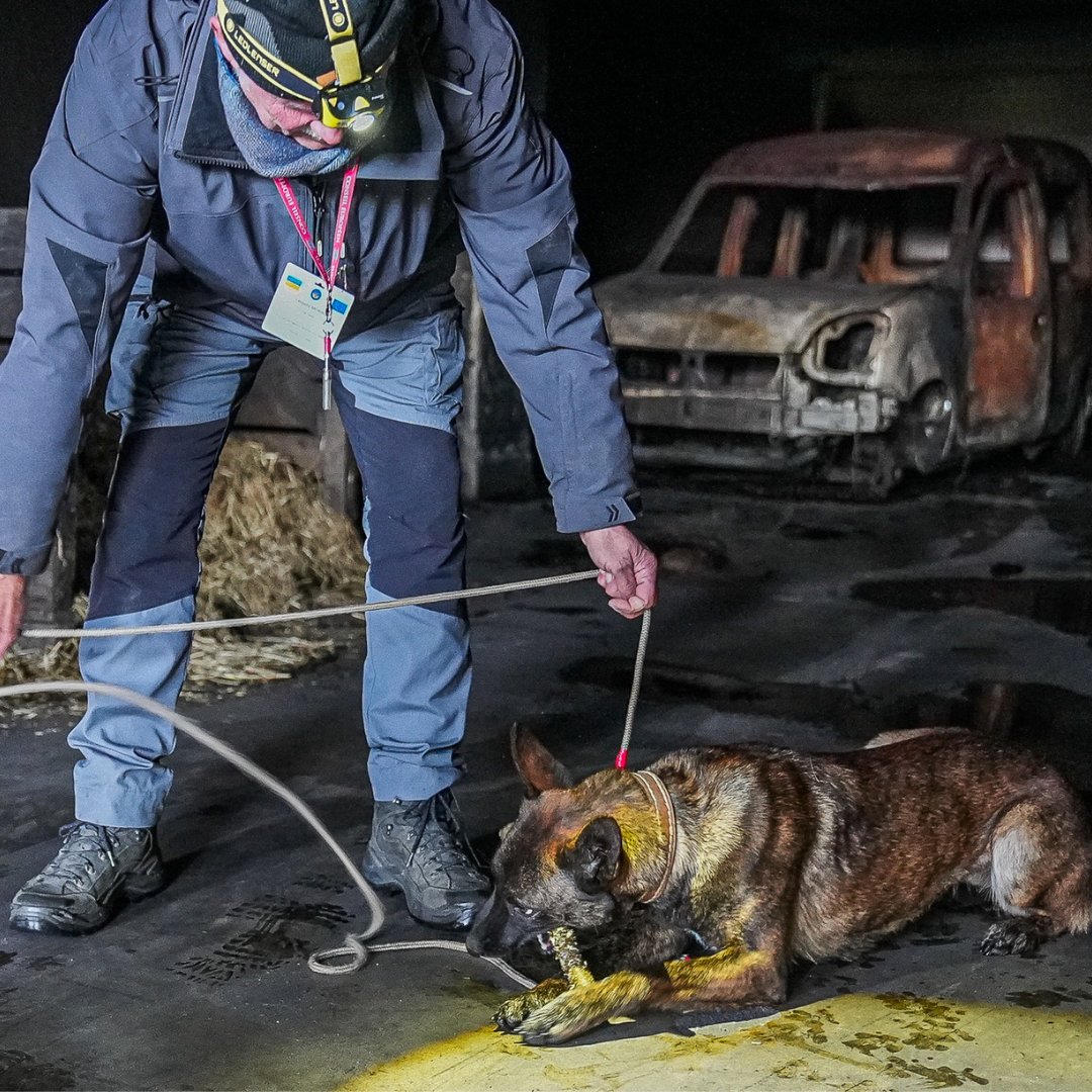 EUkomissio's tweet photo. Arviolta noin 30 prosenttia Ukrainasta on miinojen saastuttamaa.

Lahjoitamme Ukrainalle 50 räjähde- ja miinanetsintäkoiraa, joista yhdeksän on jo töissä. Koirien koulutuksessa on mukana 🇫🇮poliiseja. Koirien avulla 🇺🇦 jälleenrakennus on turvallisempaa: https://t.co/LbsohoUJLP https://t.co/QP2QZ5TeTo