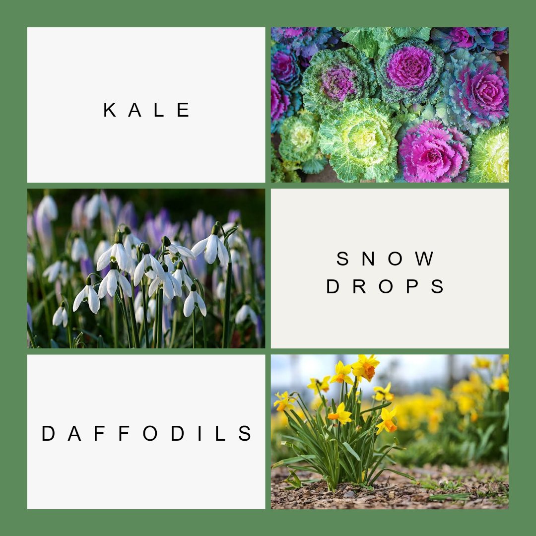 The_Dibbery's tweet photo. Spring is here!
Did you know that some winter plants can also thrive in the spring?
Our favorite resilient plants that bloom from winter to spring are Kale, Snowdrops, and Daffodils.
Enjoy their beauty all year long in your garden.
#Springbloomers #springgardening #gardeningtips https://t.co/kPKQv7KL6C