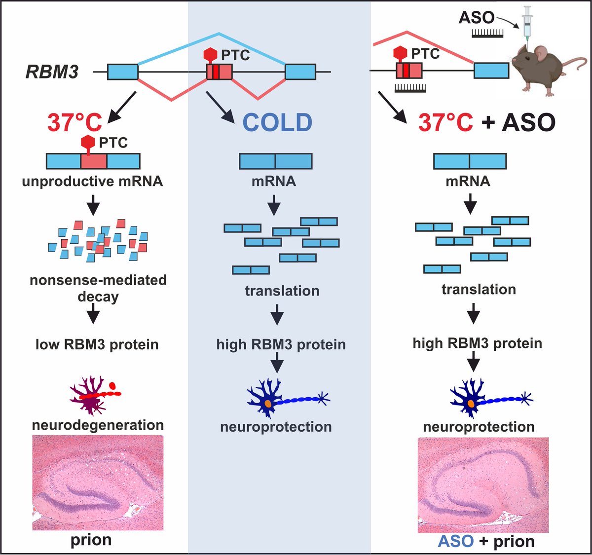 Marco Preußner (@pre_mrco) on Twitter photo Hypothermia in a syringe: Manipulation of RBM3 alternative splicing using antisense RNA therapeutics prevents neurodegeneration at normal temperature. Check our article with <a href="/MallucciLab/">Mallucci Lab</a> and @OmiqaBio in <a href="/EmboMolMed/">EMBO Mol. Medicine</a> Link: doi.org/10.15252/emmm.… Hypothermia in a syringe: Manipulation of RBM3 alternative splicing using antisense RNA therapeutics prevents neurodegeneration at normal temperature. Check our article with <a href="/MallucciLab/">Mallucci Lab</a> and @OmiqaBio in <a href="/EmboMolMed/">EMBO Mol. Medicine</a> Link: doi.org/10.15252/emmm.…