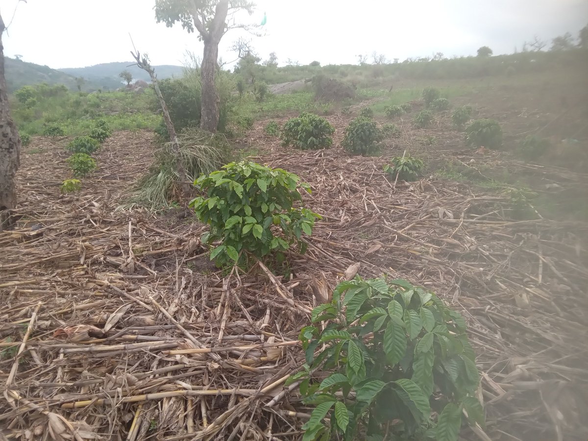 PearlFarmsUg's tweet photo. The rains have done us good! Expanding slowly but surely. Reach out to us, for inquiries to do with coffee & farming in general.
#FarmForProfit https://t.co/NiwMKwB2Gy