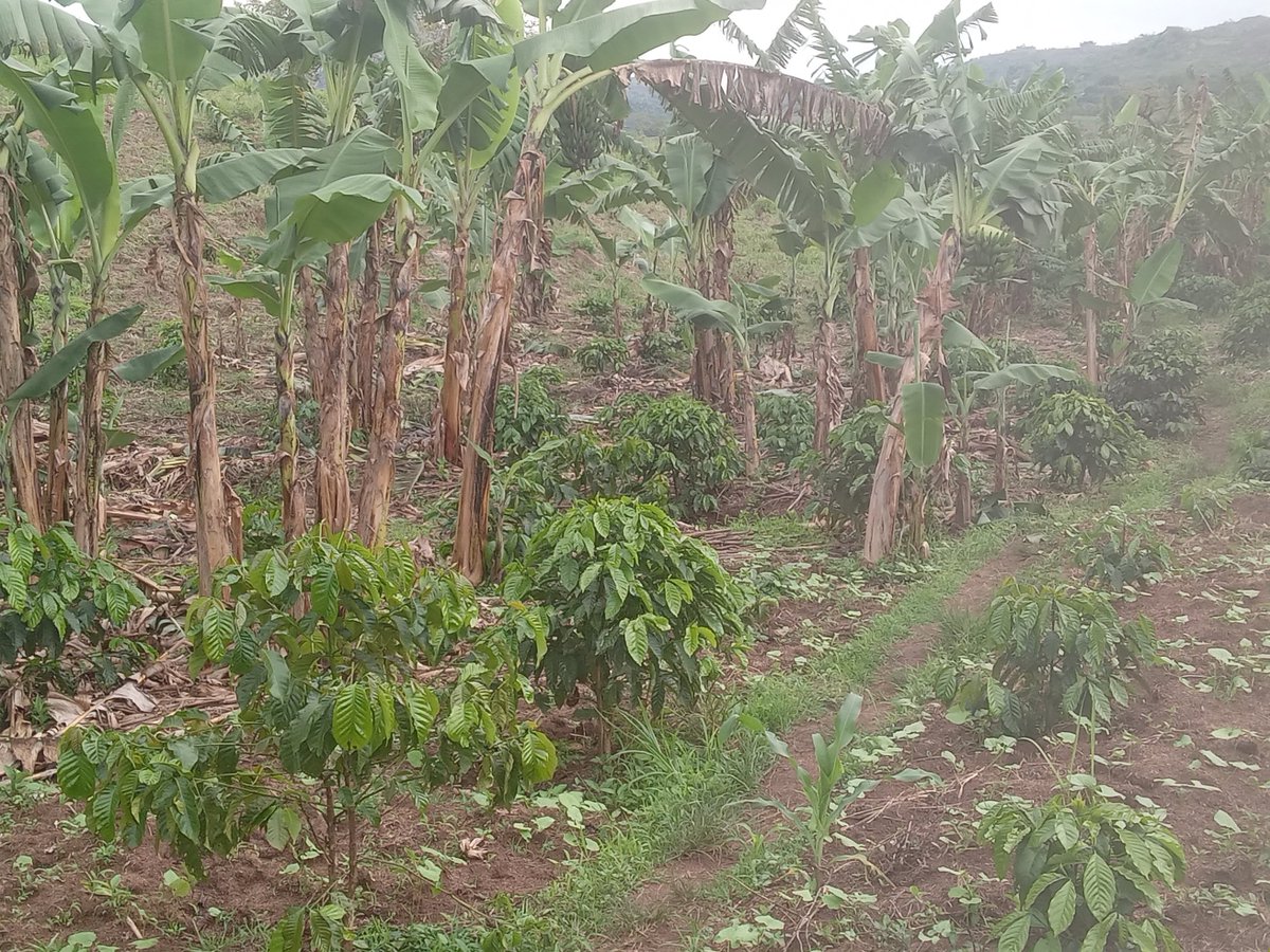 PearlFarmsUg's tweet photo. The rains have done us good! Expanding slowly but surely. Reach out to us, for inquiries to do with coffee & farming in general.
#FarmForProfit https://t.co/NiwMKwB2Gy