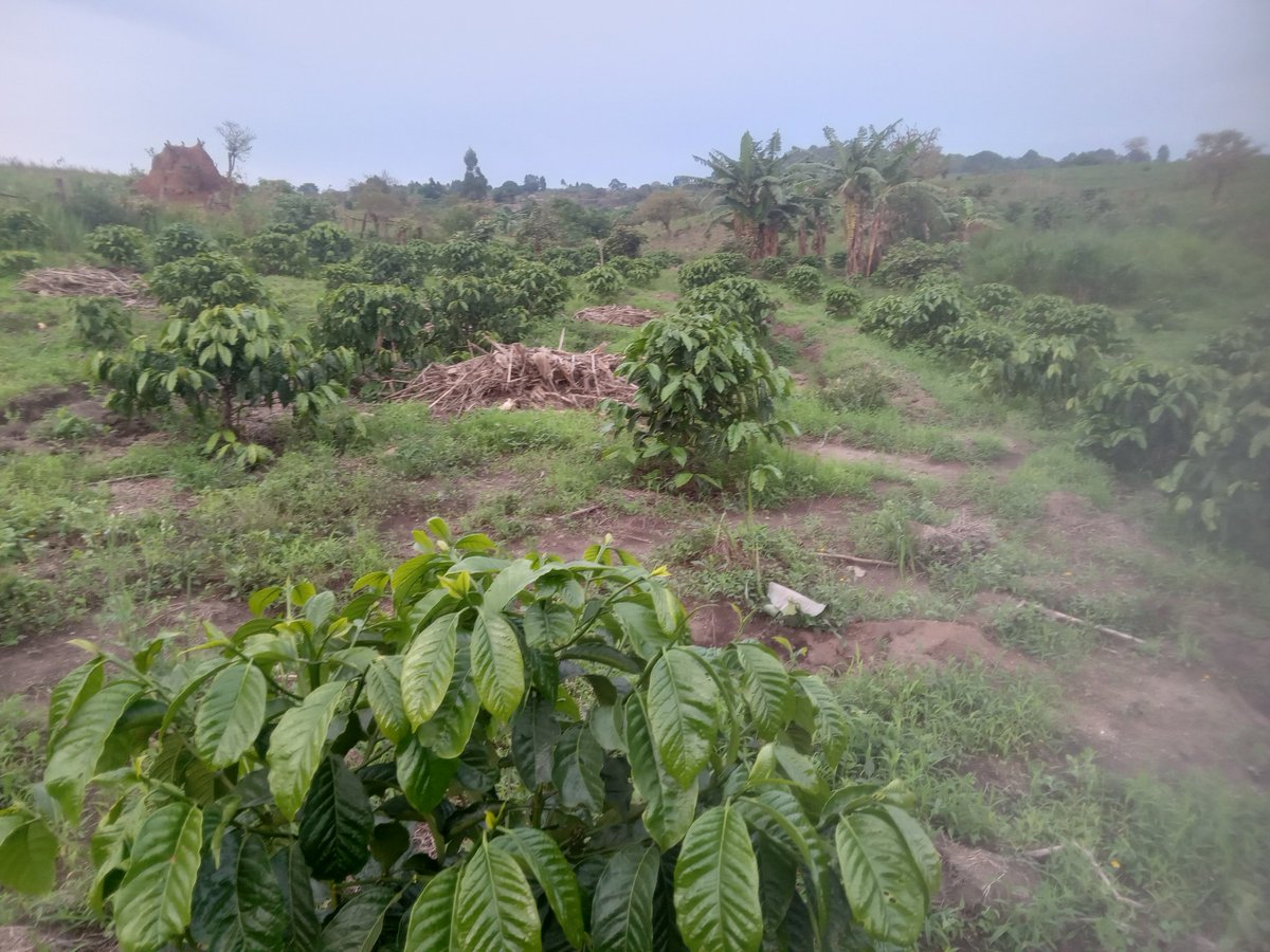 PearlFarmsUg's tweet photo. The rains have done us good! Expanding slowly but surely. Reach out to us, for inquiries to do with coffee & farming in general.
#FarmForProfit https://t.co/NiwMKwB2Gy