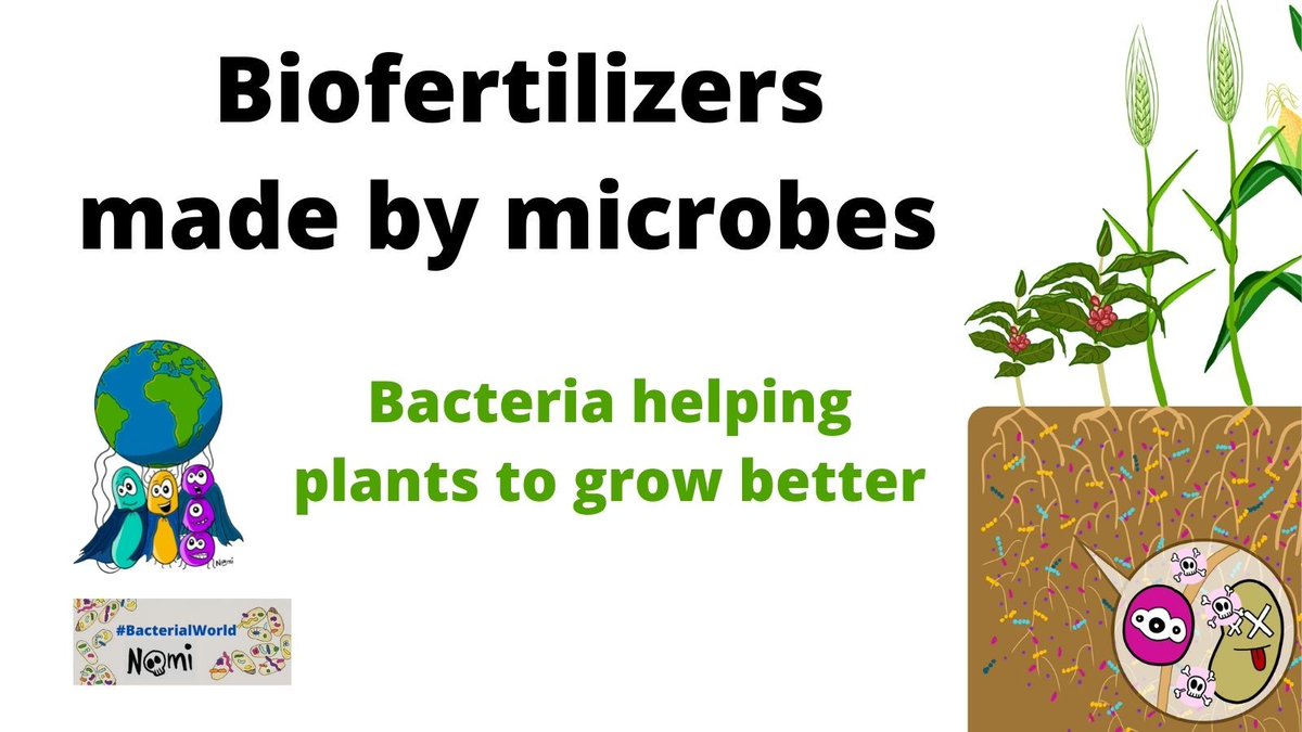 Microbes as biofertilizers 🌱 @RMBurckhardt tells you more about how #microbes produce nutrients and help promote plant growth to produce more bountiful crops and sustainable agriculture ♻️. With a green illustration by @NoemieMatthey #BacterialWorld sarahs-world.blog/microbes-as-bi…