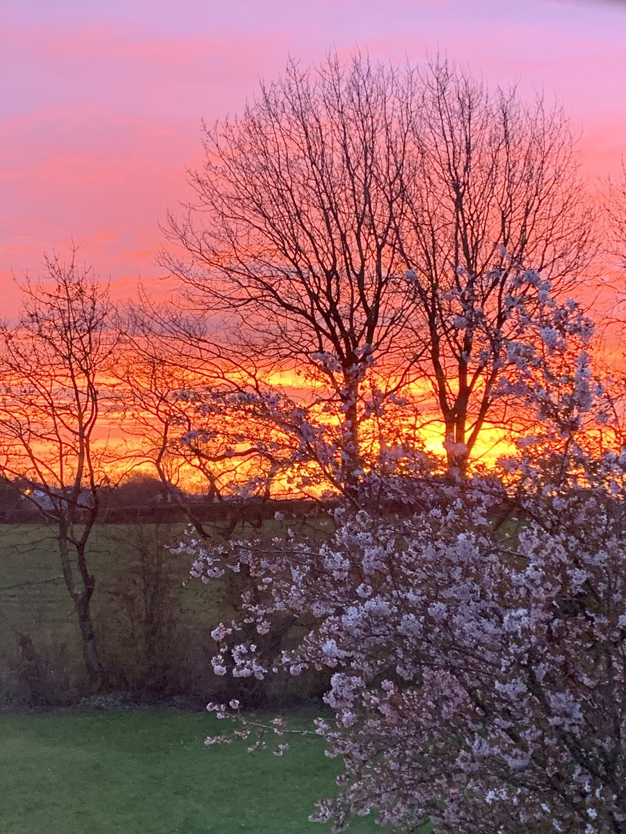 No need for #photoshop. N.#Ireland: today’s #sunrise through the #garden #trees #thicktrunktuesday #SunrisePhotography #treesome @Greenisamissio1 @green #cherryblossoms #cherryblossomsafterwinter #skies #photooftheday #photography #Scenery @arborsmarty @keeper_of_books #tree