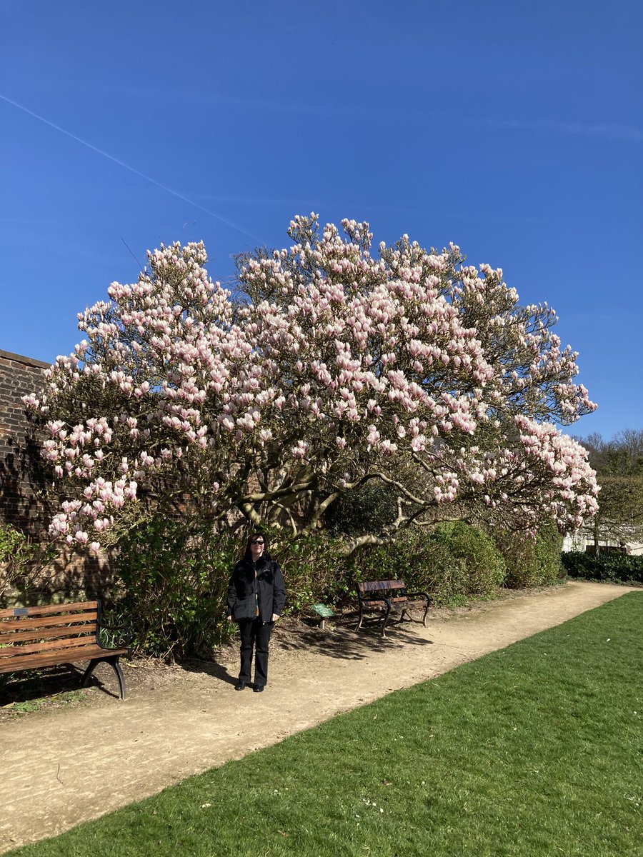 Stunning 100 year old magnolia yesterday #astleypark #chorley #nature #blossomwatch