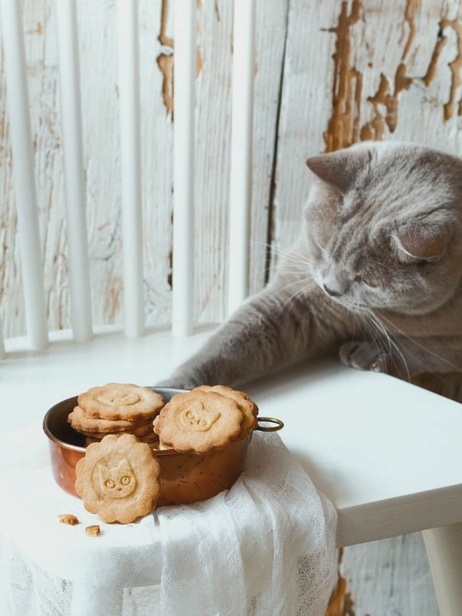 Robinson | Serquel's cat tweet media