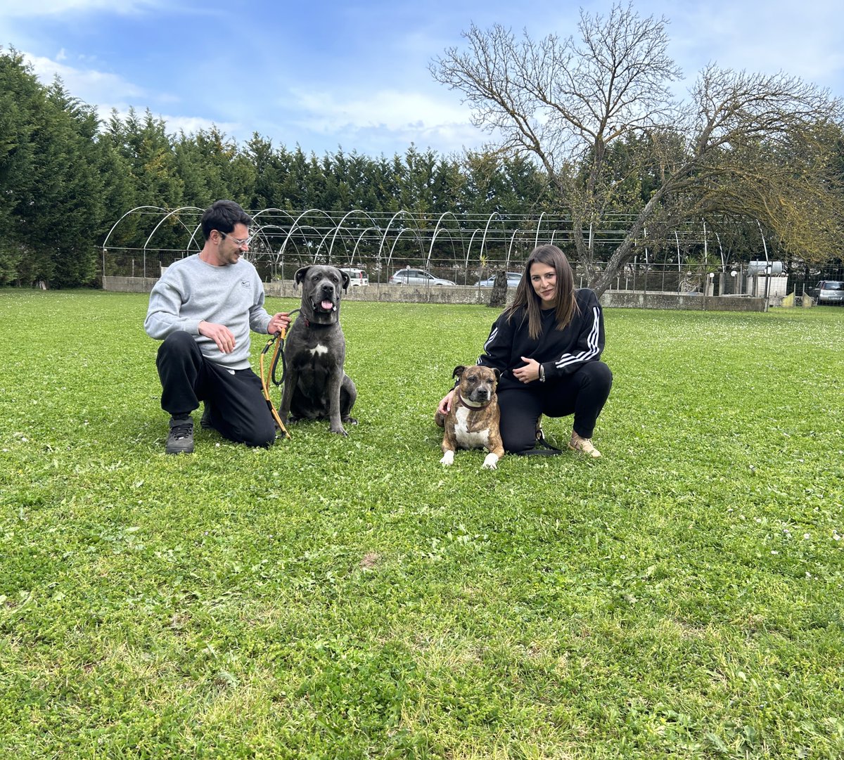 Salvaperfoffic's tweet photo. Training 🐶 🐾 #canecorso #hela #DogTrainer https://t.co/bzSCxC37vW
