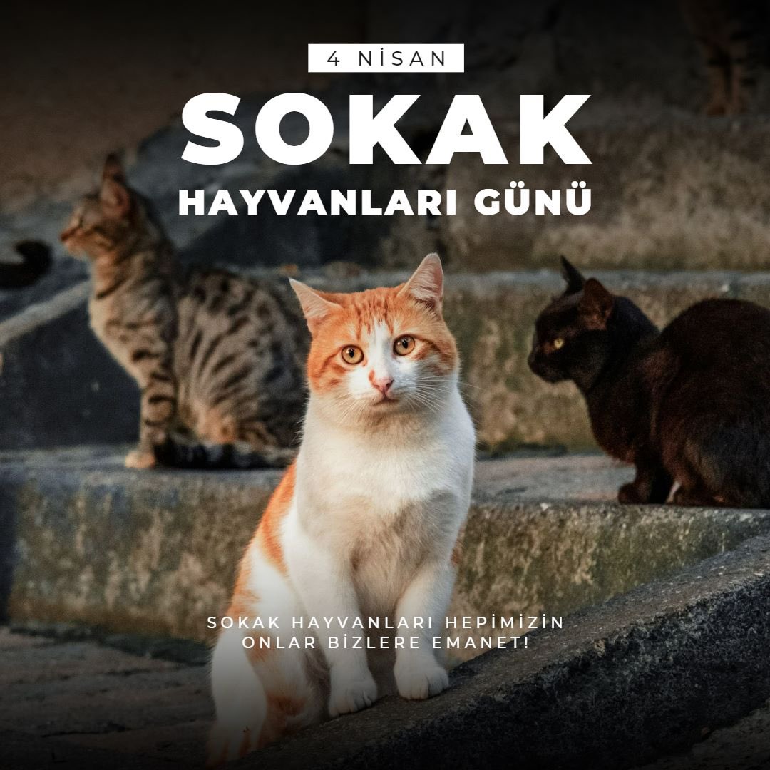 Bugün değil, her gün onlara sahip çıkalım! Bize emanet olan hayvan dostlarımız için kapımızın önüne bir kap yemek ve su koymayı unutmayalım. 4 Nisan sokak hayvanlarını koruma günü kutlu olsun.
