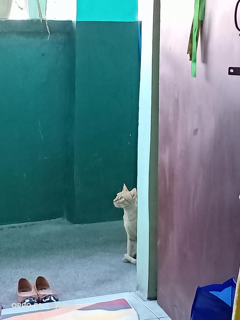 JenDec77's tweet image. Pramis ko sa kanya kagabi balik sya today dahil may ulam ako na fish, ayan na sya naghihintay hahah

#miming