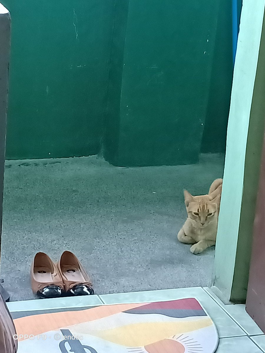 JenDec77's tweet image. Pramis ko sa kanya kagabi balik sya today dahil may ulam ako na fish, ayan na sya naghihintay hahah

#miming